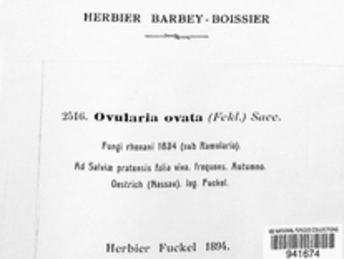 Ramularia ovata image